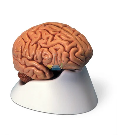 Classic Brain 5-piece Premium